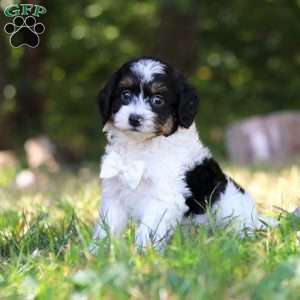 Wyatt, Cavapoo Puppy